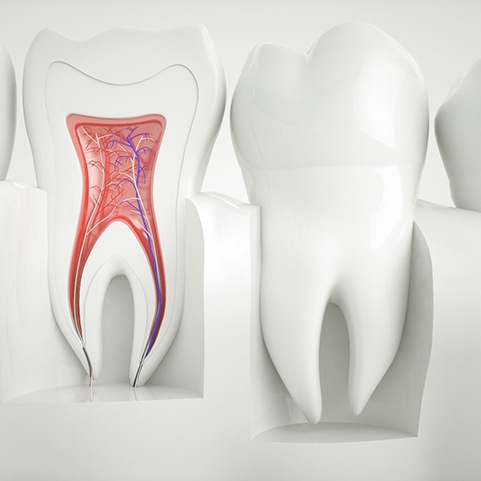 Illustration of the inside of a tooth